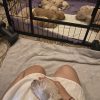 Images de profil de Elora - Blooming Pets - Petsitting et garde d'animaux à domicile