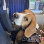 Oni Mon Chien  Beagle Mâle - Garde d'animaux à domicile