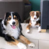 Images de profil de Elodie - Blooming Pets - Petsitting et garde d'animaux à domicile