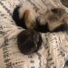 Images de profil de Elodie - Blooming Pets - Petsitting et garde d'animaux à domicile