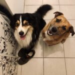 Image de profil de Elodie - Blooming Pets - Petsitting et garde d'animaux à domicile