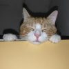 Images de profil de Eloïde - Blooming Pets - Petsitting et garde d'animaux à domicile