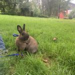 Arnold Mon Lapin  Nain Mâle - Garde d'animaux à domicile