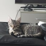 Fidji Mon Chat  Savannah Femelle - Garde d'animaux à domicile