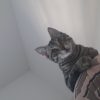 Images de profil de Elvyra - Blooming Pets - Petsitting et garde d'animaux à domicile