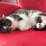 Neige Mon Chat  Européen Femelle - Garde d'animaux à domicile