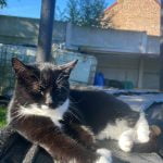 Mira Mon Chat  Croisé Femelle stérilisée - Garde d'animaux à domicile