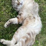 Yuki Mon Chat  Croisé Mâle - Garde d'animaux à domicile