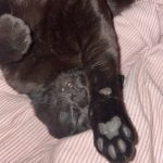 Shadow Mon Chat  Croisé Femelle - Garde d'animaux à domicile