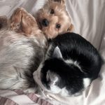Pepito Mon Chien  Yorkshire Terrier Mâle stérilisé - Garde d'animaux à domicile