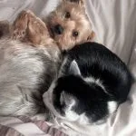 Pepito Mon Chien  Yorkshire Terrier Mâle stérilisé - Garde d'animaux à domicile