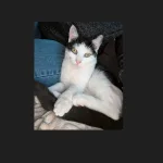 Nala Mon Chat  Européen Femelle stérilisée - Garde d'animaux à domicile