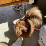 Milka Mon Chien  Spitz Nain Femelle - Garde d'animaux à domicile