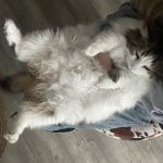 Image de profil de Emilie - Blooming Pets - Petsitting et garde d'animaux à domicile