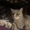 Images de profil de Emma - Blooming Pets - Petsitting et garde d'animaux à domicile
