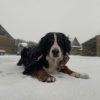 Images de profil de Emma - Blooming Pets - Petsitting et garde d'animaux à domicile