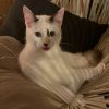 Images de profil de Emma - Blooming Pets - Petsitting et garde d'animaux à domicile