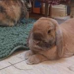 Albus Mon Lapin  Bélier nain Mâle stérilisé - Garde d'animaux à domicile