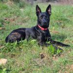 Riya Mon Chien  Berger Hollandais Femelle - Garde d'animaux à domicile