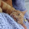 Images de profil de Emmie-Kenza - Blooming Pets - Petsitting et garde d'animaux à domicile
