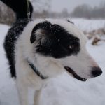Lox Mon Chien  Border Collie Mâle stérilisé - Garde d'animaux à domicile