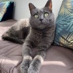 Juju Mon Chat  Européen Femelle stérilisée - Garde d'animaux à domicile