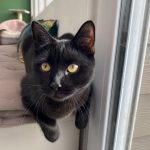 Tornade Mon Chat  Européen Femelle stérilisée - Garde d'animaux à domicile