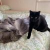Images de profil de Alexane - Blooming Pets - Petsitting et garde d'animaux à domicile
