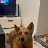 Images de profil de Enoha - Blooming Pets - Petsitting et garde d'animaux à domicile