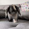 Images de profil de Enoha - Blooming Pets - Petsitting et garde d'animaux à domicile