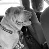 Images de profil de Enoha - Blooming Pets - Petsitting et garde d'animaux à domicile