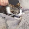 Images de profil de Enora - Blooming Pets - Petsitting et garde d'animaux à domicile