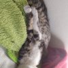 Images de profil de Enora - Blooming Pets - Petsitting et garde d'animaux à domicile