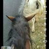 Images de profil de Enora - Blooming Pets - Petsitting et garde d'animaux à domicile