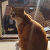 Images de profil de Enora - Blooming Pets - Petsitting et garde d'animaux à domicile