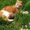 Images de profil de Enora - Blooming Pets - Petsitting et garde d'animaux à domicile