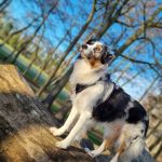 Naza Mon Chien  Berger Australien Mâle stérilisé - Garde d'animaux à domicile