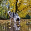 Images de profil de Sarah - Blooming Pets - Petsitting et garde d'animaux à domicile