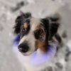 Images de profil de Sarah - Blooming Pets - Petsitting et garde d'animaux à domicile