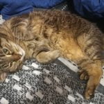 Monara Mon Chat  Européen Femelle - Garde d'animaux à domicile
