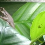 Viridis Ma Grenouille  Rainette Crucifère (Hyla Cinerea) Femelle - Garde d'animaux à domicile
