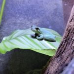 Vergil Ma Grenouille  Rainette Crucifère (Hyla Cinerea) Mâle - Garde d'animaux à domicile