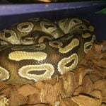 Lucifer Mon Serpent  Python Royal (Python Regius) Mâle - Garde d'animaux à domicile
