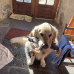 Lord Mon Chien  Golden Retriever Mâle - Garde d'animaux à domicile