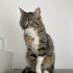 Nesuko Mon Chat  European Shorthair Femelle - Garde d'animaux à domicile