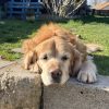 Images de profil de Eugenie - Blooming Pets - Petsitting et garde d'animaux à domicile