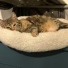 Images de profil de Eugenie - Blooming Pets - Petsitting et garde d'animaux à domicile