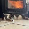 Images de profil de Eugenie - Blooming Pets - Petsitting et garde d'animaux à domicile