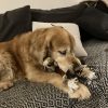 Images de profil de Eugenie - Blooming Pets - Petsitting et garde d'animaux à domicile