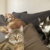 Images de profil de Eugenie - Blooming Pets - Petsitting et garde d'animaux à domicile